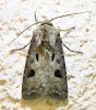 Agrotis exclamationis